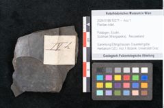 Foto (Objekt + Etikett) von Plantae indet.  (NHMW-GEO-2024-0188-10271)